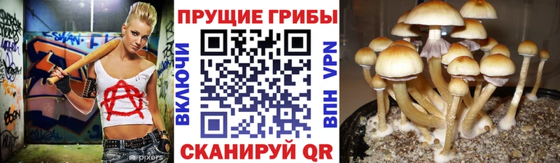 Галлюциногенные грибы Psilocybe  хочу   Разумное 